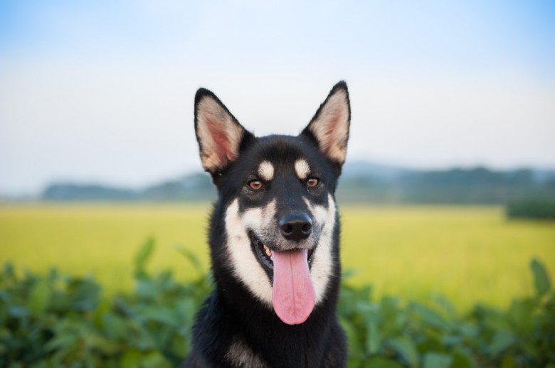 shadow the jindo