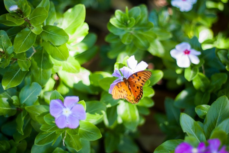 butterfly singapore airport