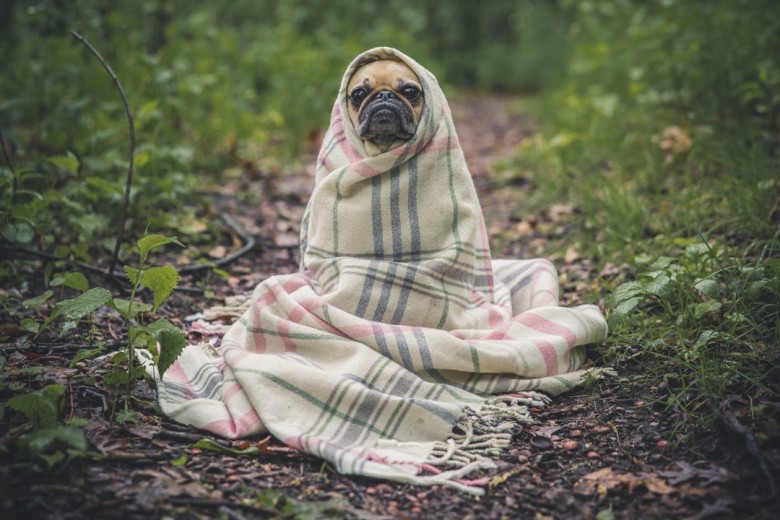 matthew wiebe pug in a blanket