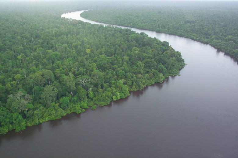 forest swamp borneo