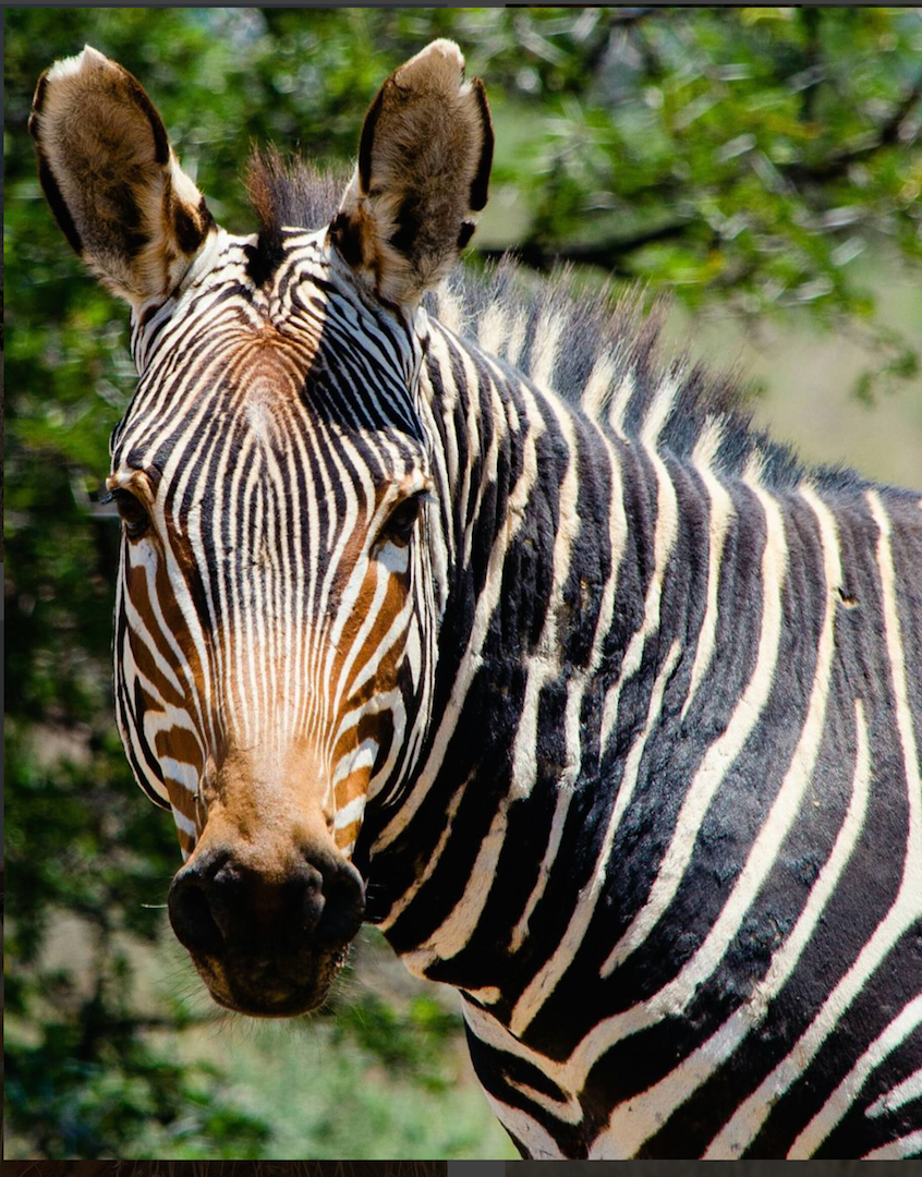 mountain zebra national park route 63