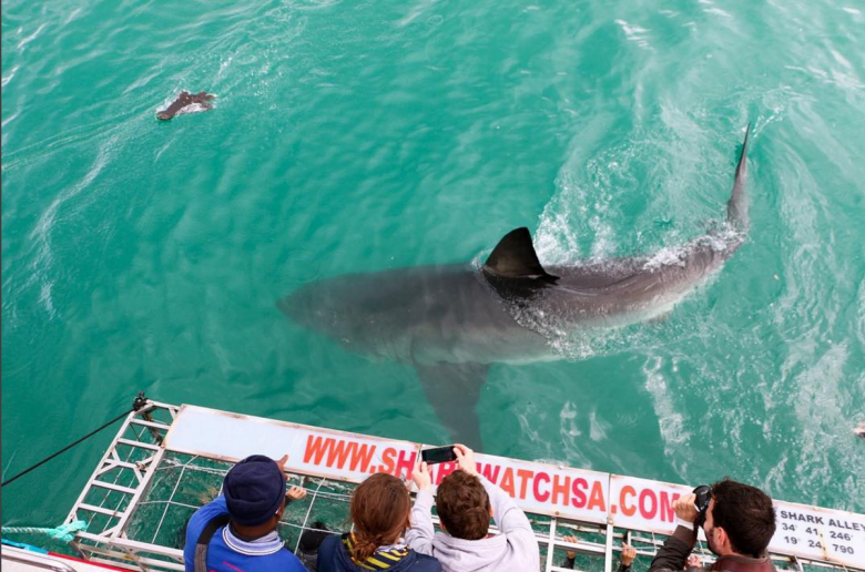 shark cage diving