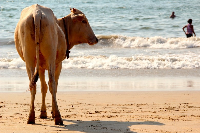 cow on the beach in Goa