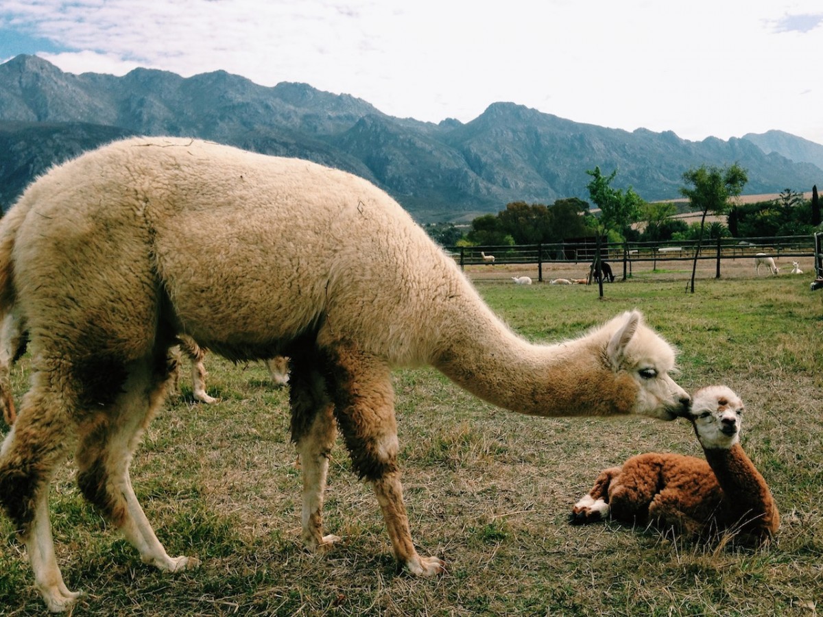 Join In SA’s Cutest Celebration This Saturday Travelstart Blog