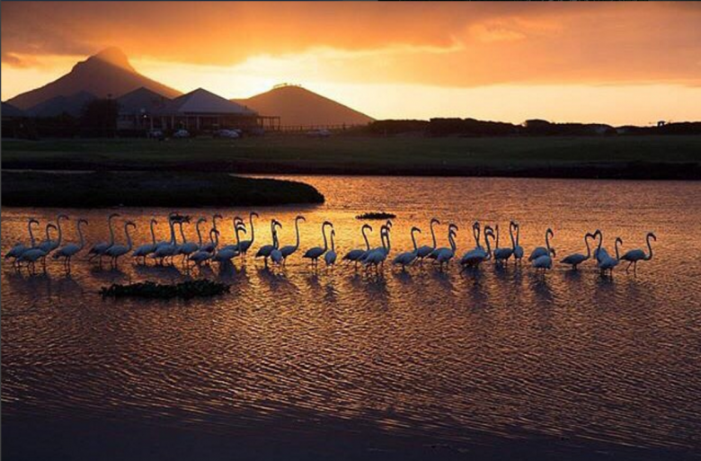 flaflamingoes milnerton lagoon adam johannesburg