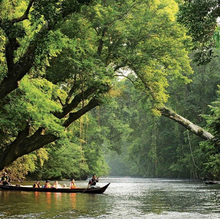 17. Visit rare leopards in Sinharaja Forest Reserve