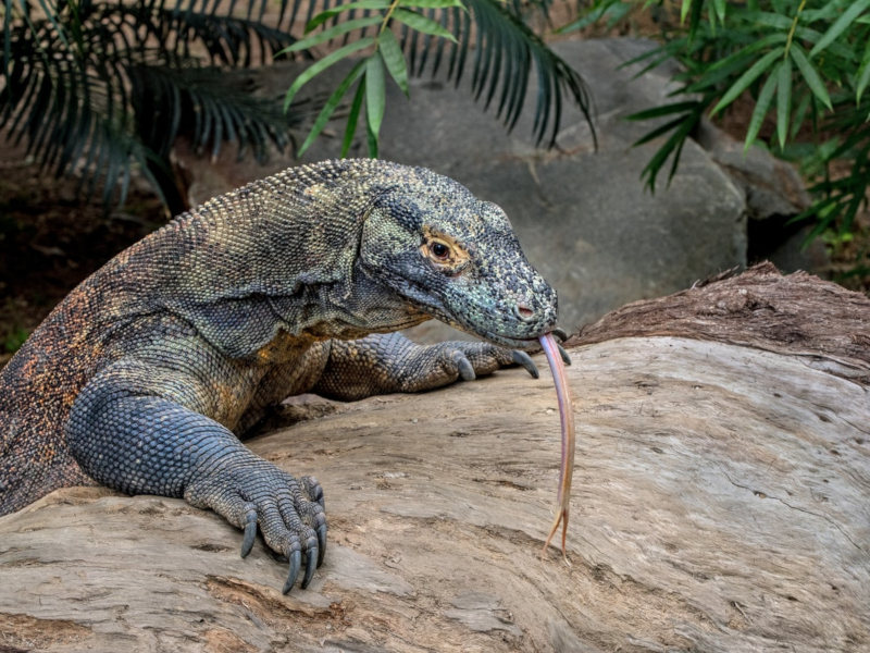 Komodo dragon