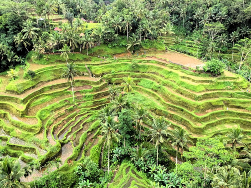 Rice field Ubud