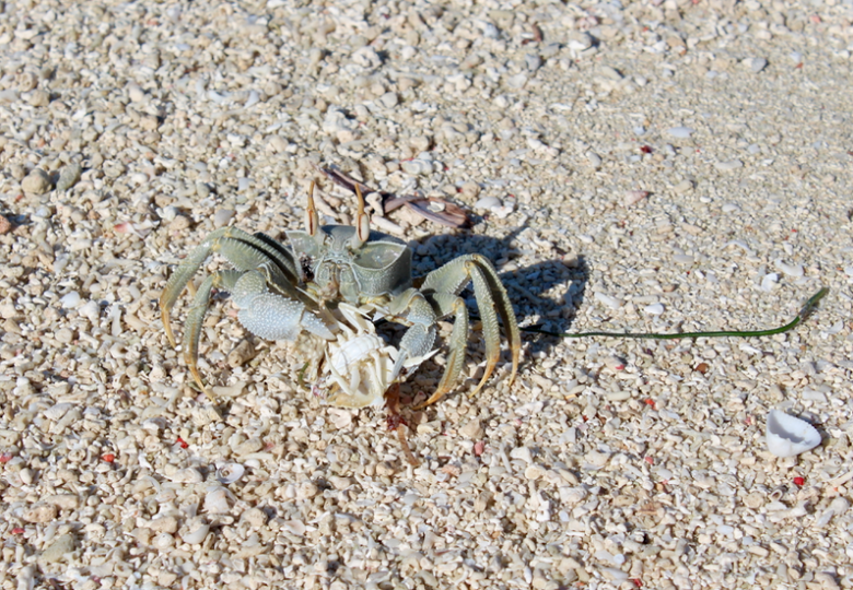 Ghost crab dodging.
