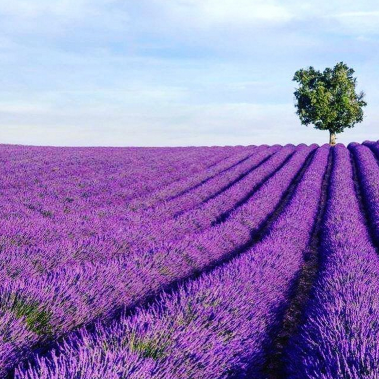 lavender fields