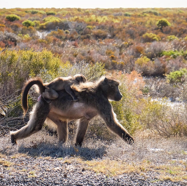 baboons cape point cape peninsula tour