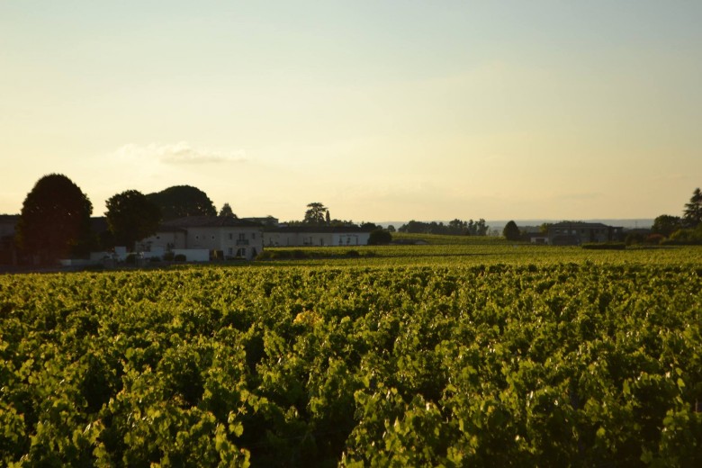 bordeaux wine region