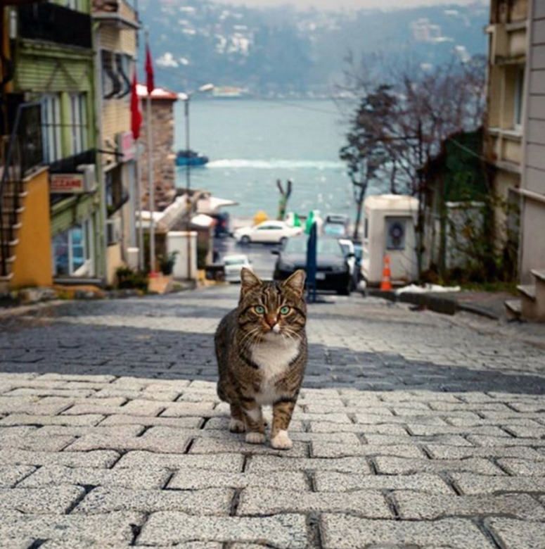 cat of Istanbul