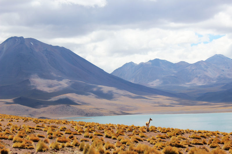 llama at Los Flamencos National Reserve visa-free destinations