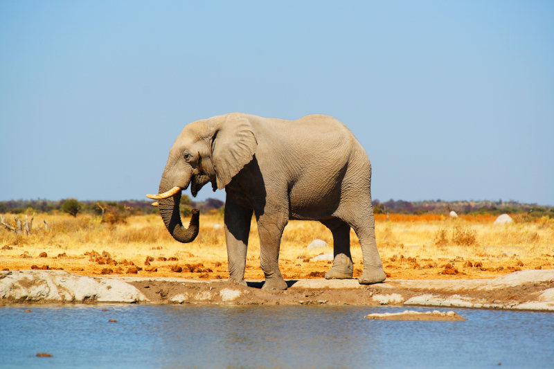 Magnificent elephant in Tutume visa-free destinations