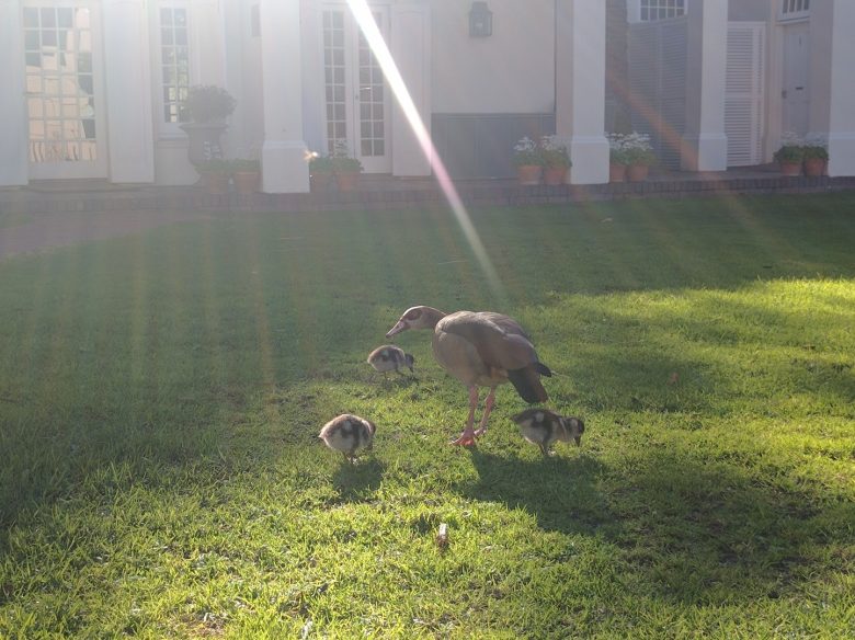 mother duck and babies