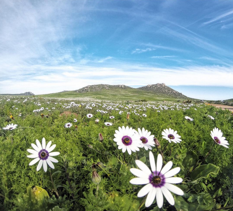 namaqualand west coast flowers