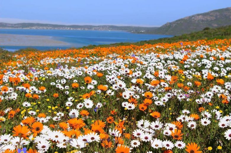 flowers west coast
