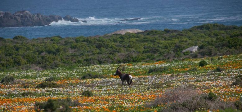 sable wildflowers west coast flowers