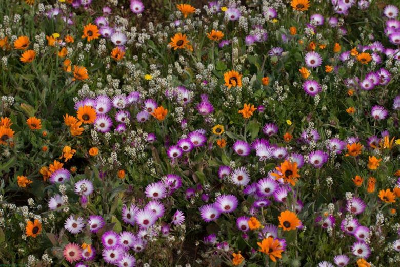 yzerfontein flowers