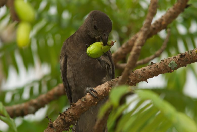 7 Black parrot seychelles tourism board