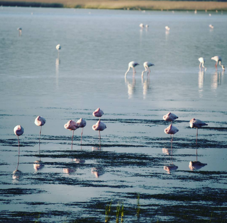 flamingoes west coast