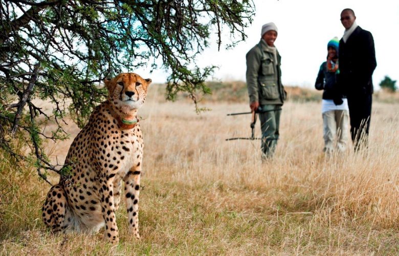 cheetahtracking