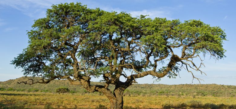 Mokala national park courtesy sanparks