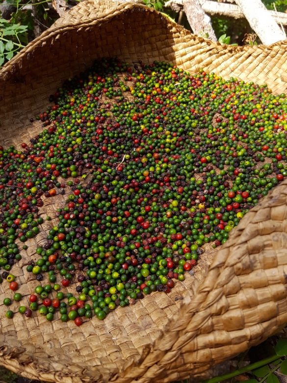 peppercorn backpacking Sri Lanka