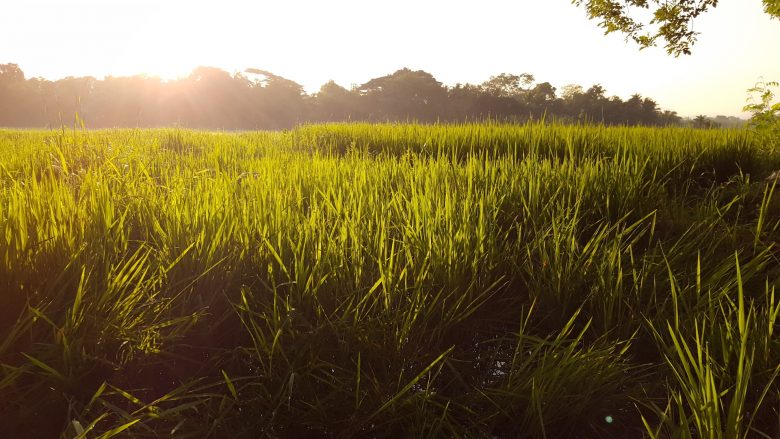 rice fields backpacking Sri Lanka