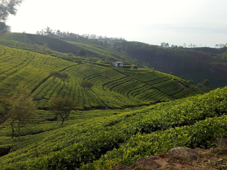 tea plantations backpacking Sri Lanka