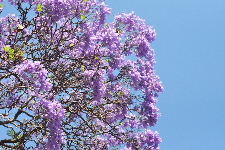 Iga Motylska jacaranda season pretoria gauteng