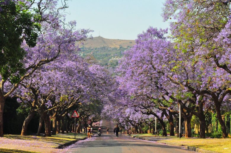 Iga Motylska jacaranda season pretoria gauteng