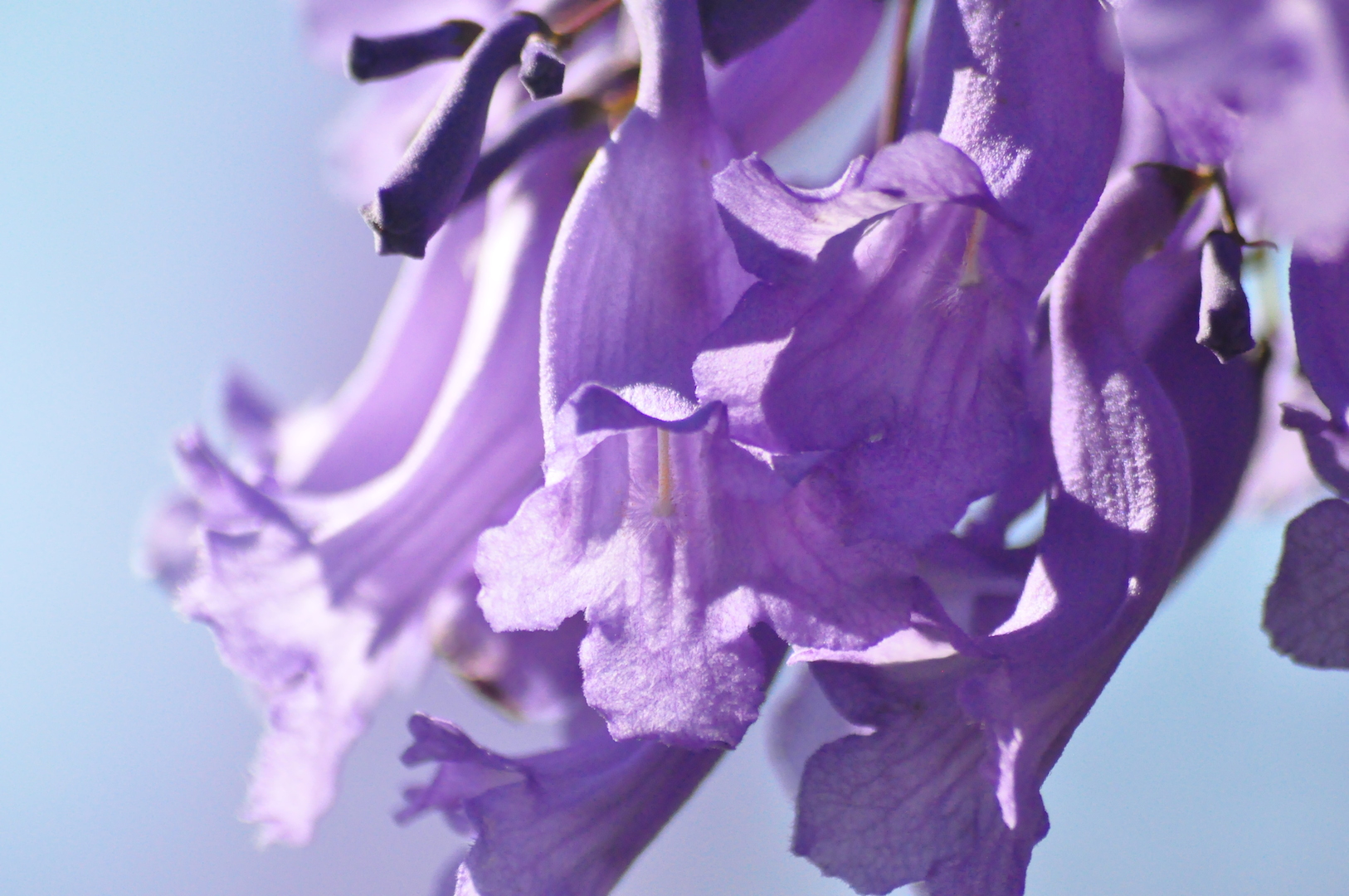 Let The Purple Reign A SelfDrive Guide To Gauteng's Jacarandas