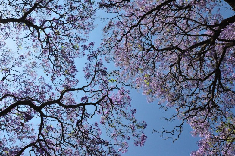 Iga Motylska jacaranda season pretoria gauteng