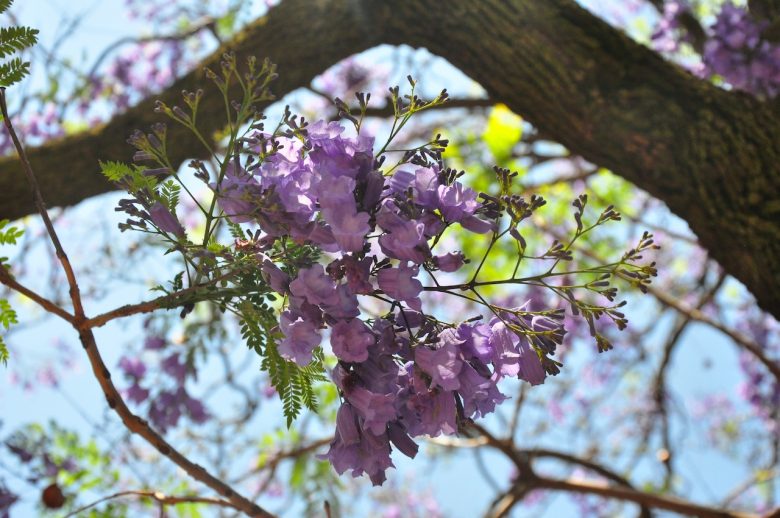 Iga Motylska jacaranda season pretoria gauteng