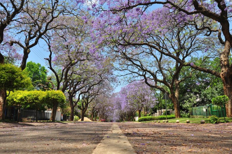 Iga Motylska jacaranda season pretoria gauteng