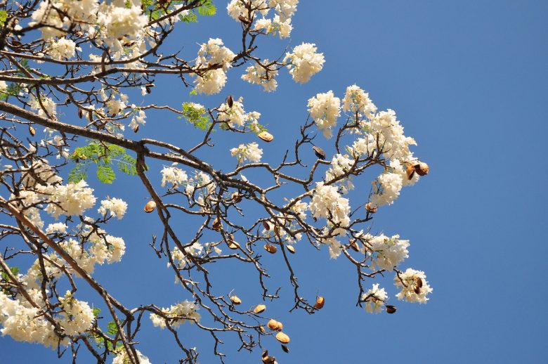 Iga Motylska jacaranda season pretoria gauteng