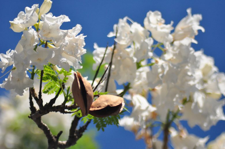 Iga Motylska jacaranda season pretoria gauteng