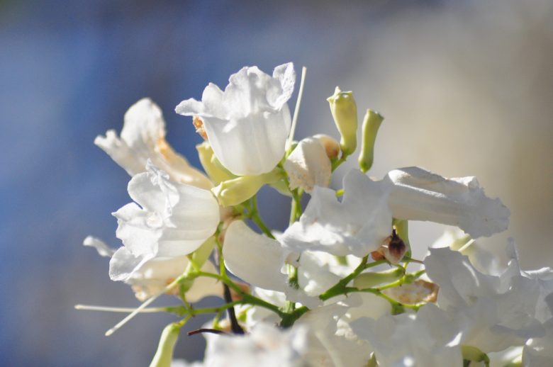 Iga Motylska jacaranda season pretoria gauteng