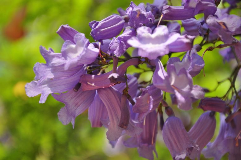 Iga Motylska jacaranda season pretoria gauteng