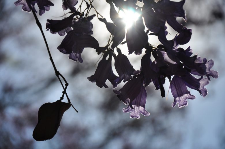 Iga Motylska jacaranda season pretoria gauteng