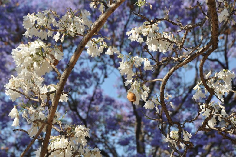 Iga Motylska jacaranda season pretoria gauteng