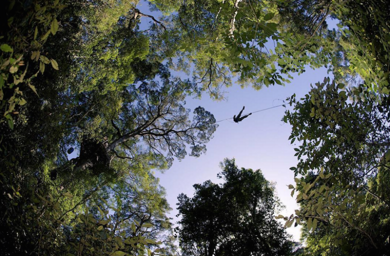 tree tops tsitsikamma canopy tours adventures garden route