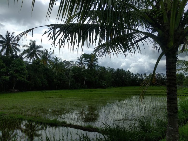 rice paddy