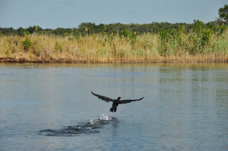 Kosi Bay Iga Motylska fish eagle