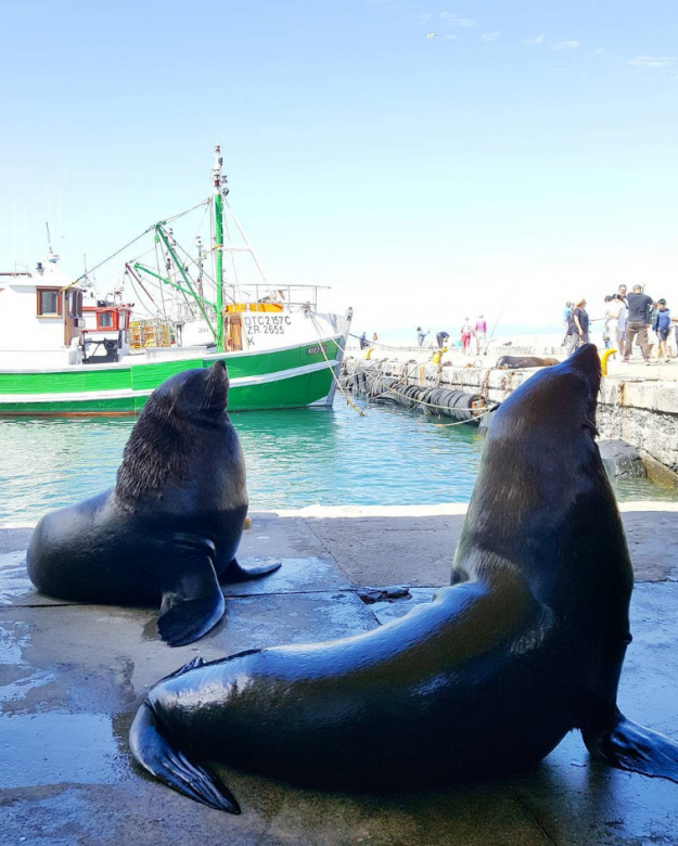 Seals at Kalk Bay authentic Cape Town