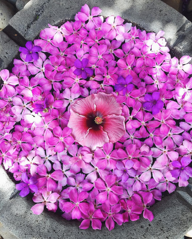 tropical flowers mauritius