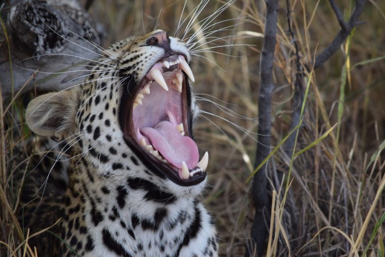 leopard safari