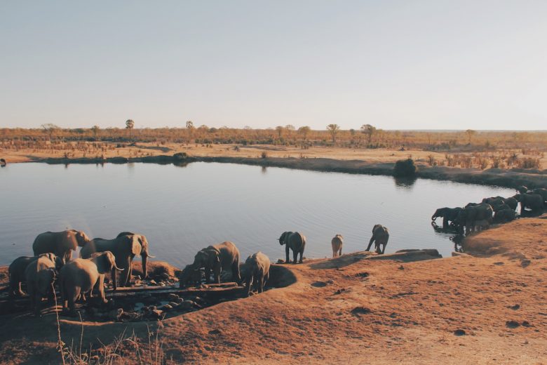 waterhole safari